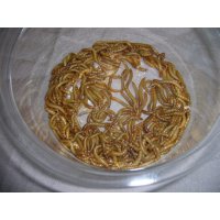 （送料込み特価）小鳥用ミルワーム  1kg