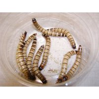 ジャイアントミルワームL  1kg【1割増量サービス付】